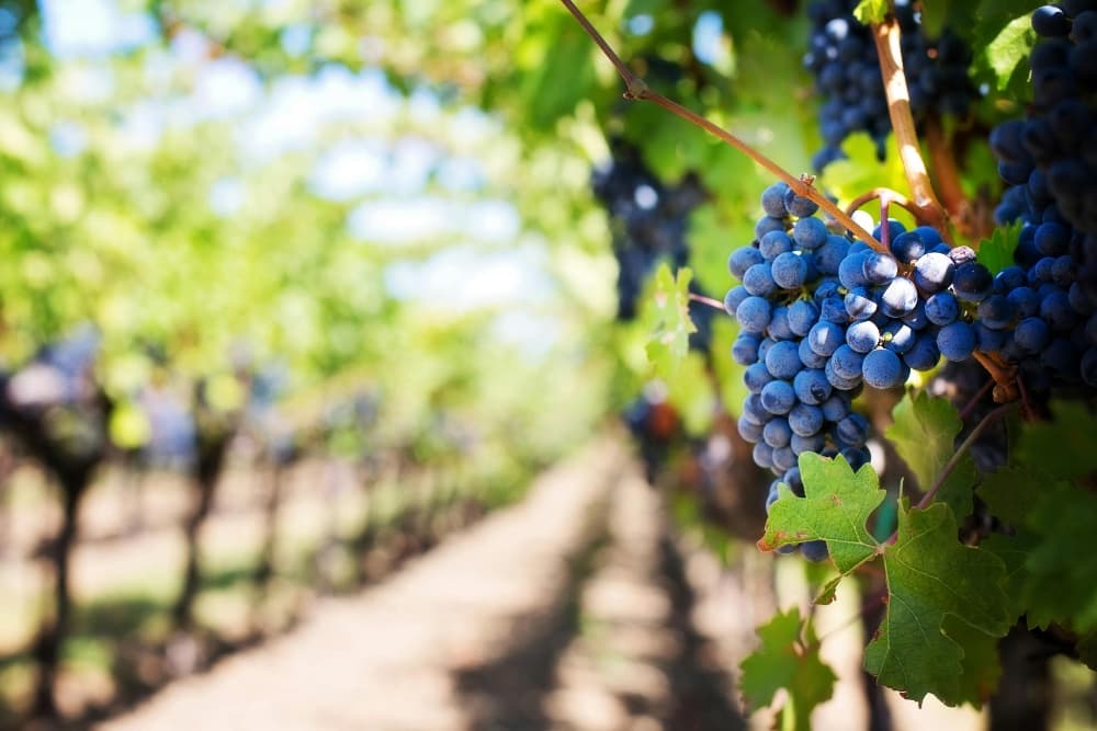 A close-up of ripe blue grapes hanging from a vine in a vineyard.