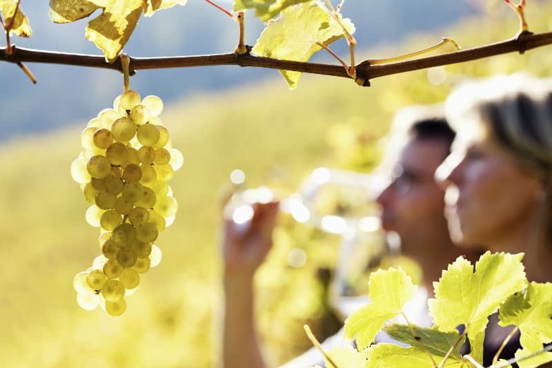 A cluster of green grapes hangs in the foreground with a couple enjoying wine in a vineyard background. A cluster of green grapes hangs in the foreground with a couple enjoying wine in a vineyard background.