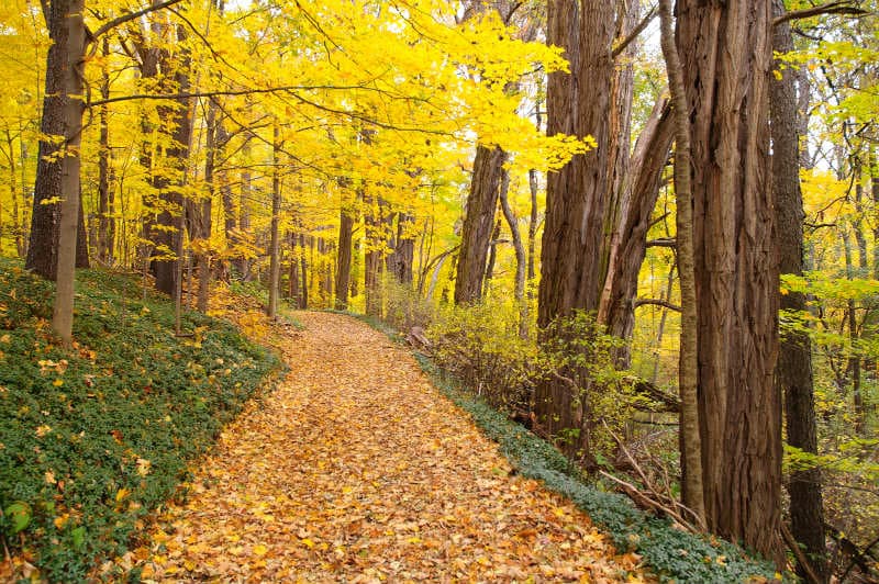 A winding path lined with vibrant yellow leaves under a canopy of trees in autumn. A winding path lined with vibrant yellow leaves under a canopy of trees in autumn.