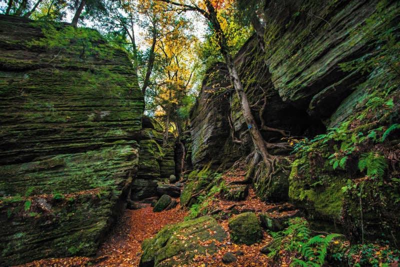 A narrow, moss-covered pathway winds through towering rock formations and trees in a vibrant forest.