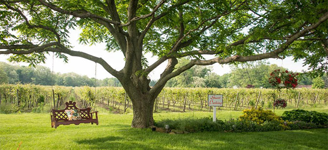 lake erie wine country events